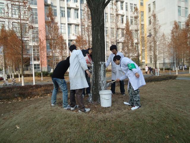 众人合力刷树忙