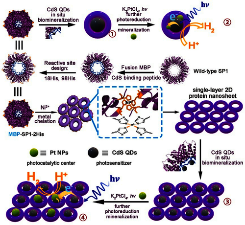 图1. 蛋白质组装及其原位生物合成的光催化系统构建策略