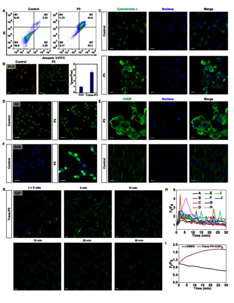 图 5. 癌细胞凋亡机制研究